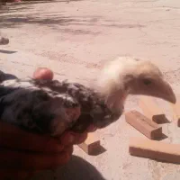 جوجه|پرنده|مشهد, ایوان|دیوار