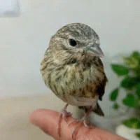 جوجه سهره قناری کال