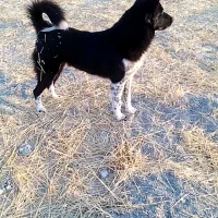 واگذاری سگ قدرجونی