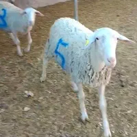 فروش ویژه پنج راس شیشک لاکن