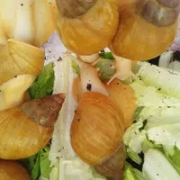 حلزون آلبینو