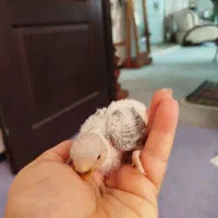 طوطی کوتوله برزیلی سرلاکی