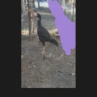 جوجه اوشامو|حیوانات مزرعه|اردبیل, |دیوار