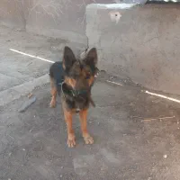 سگ ژرمن شپرد