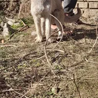 شیتزو|سگ|تاتار علیا, |دیوار