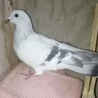 دو  عدد کفتر فروشی