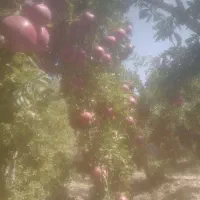 انار کوهمره سرخی|خوردنی و آشامیدنی|شیراز, کیان آباد|دیوار