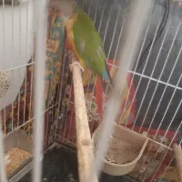 میز و گیرینچیک|میز و صندلی غذاخوری|مشهد, بهمن|دیوار