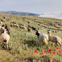 بره گوسفند تالشی