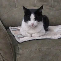 گربه خانگی|گربه|تهران, سازمان آب|دیوار