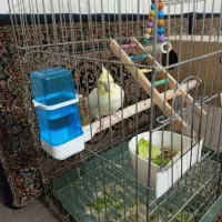 عروس هلندی با تخم|پرنده|ابهر, |دیوار