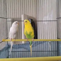 یک جفت مرغ عشق سالم و خوش رنگ