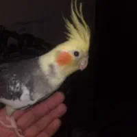 عروس هلندی نر