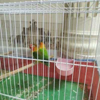 طوطی برزیلی مولد|پرنده|کازرون, |دیوار