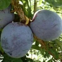 تولید و عرضه نهال آلو خاکی خونی پربار|خدمات باغبانی و درختکاری|قائن, |دیوار