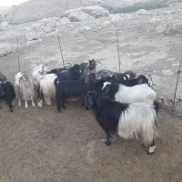 بز وبزغاله