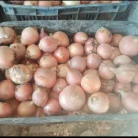 فروش پیاز عمده از کشاورز تناژ بالا