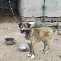 سگ نگهبان دهان پاک واگذاری رایگان