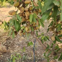 نهال بادام تونو