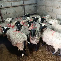 گوسفند رمانوف آبستن