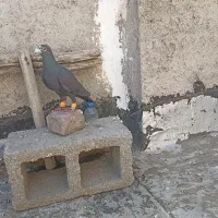 کفتر