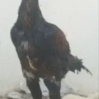 یک خروس لاری یا دو تا مرغ لاری|حیوانات مزرعه|تربت‌حیدریه, شهید قرنی|دیوار