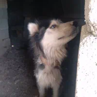 سگ هاسکی