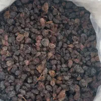 پخش مویز و کشمش اصلی دشمن زیاری|خوردنی و آشامیدنی|بوشهر, |دیوار