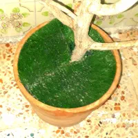 درختچه زیرپای پرنده|لوازم جانبی حیوانات|صحنه, |دیوار