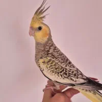 عروس هلندی چهار ماهه نر گلباقلی بسیار باهوش