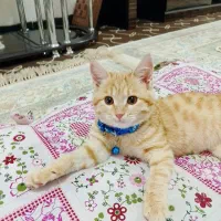 واگذاری گربه های ملوس باهوش