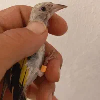 جوجه سهره