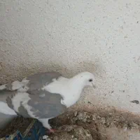 کبوتر دوبال اهوازی نر|پرنده|گنبد کاووس, |دیوار