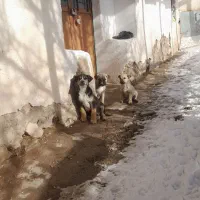 سه عدد توله|سگ|خلخال, |دیوار