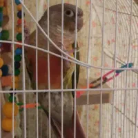 گرینچیک گم شده