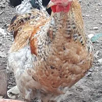 خروس دورگه برهمای جوان ۱۷۵۰۰۰۰