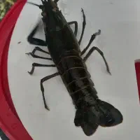 لابستر