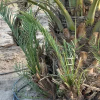 فروش پاجوش پیارم|گل و گیاه طبیعی|ایرانشهر, |دیوار