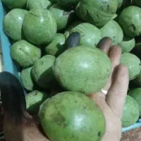 گردو با پوست مغز سفید