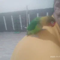 طوطی دستی 600