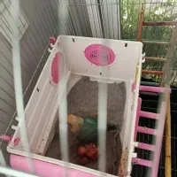 طوطی برزیلی مولد|پرنده|رودهن, |دیوار