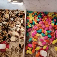 جوجه محلی جوجه4روزه سالم درجه یک تضمینی