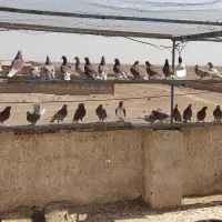 کبوتر پرشی|پرنده|قم, تعویض پلاک|دیوار