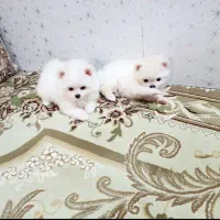 پت های جیبی برای خانواده