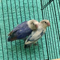 طوطی برزیلی مولد در رنگ های خاص|پرنده|قائمشهر, |دیوار