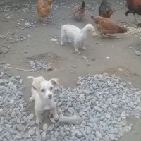 سگ پاکوتاه ماده