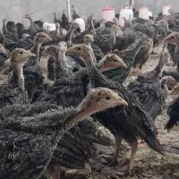 جوجه بوقلمون