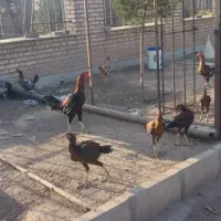 خروس لاری.وجوجه لاری