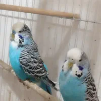 عروس هلندی،طوطی برزیلی،مرغ عشق|پرنده|کرج, ساسانی (قلمستان)|دیوار