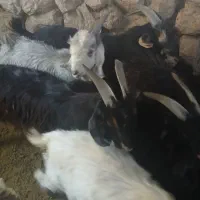 کهره نر چاق|حیوانات مزرعه|بیضا, |دیوار